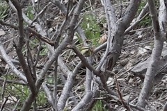 Corthylio calendula calendula
