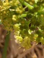 Lomatium latilobum