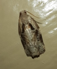 Archips grisea