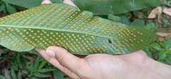Niphidium crassifolium