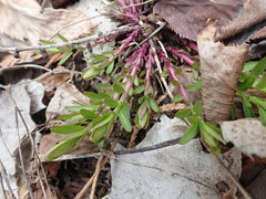 Polygala senega