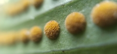 Niphidium crassifolium