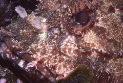 Scorpaena jacksoniensis