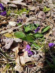 Viola fimbriatula