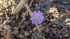 Malva weinmanniana