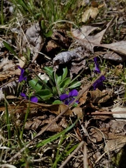 Viola fimbriatula