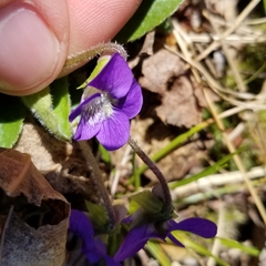 Viola fimbriatula
