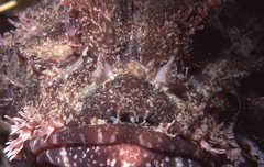 Scorpaena jacksoniensis