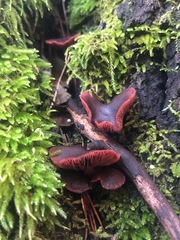 Tubaria punicea