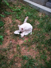 Felis catus