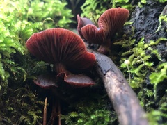 Tubaria punicea