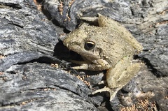 Litoria inermis
