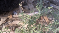 Vittadinia dissecta hirta