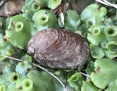 Schizoglossa
