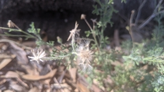 Vittadinia dissecta hirta