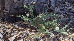 Vittadinia dissecta hirta