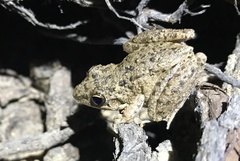 Litoria inermis