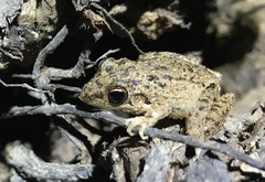 Litoria inermis