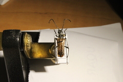 Anthophylax attenuatus