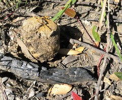 Pisolithus microcarpus