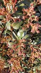 Magnoliopsida