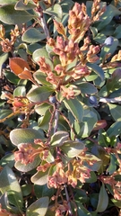 Magnoliopsida