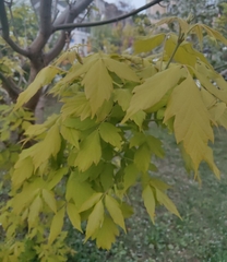 Acer negundo