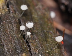 Mycena piringa