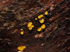 Calocera australis
