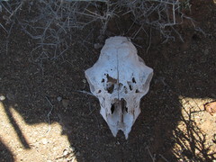 Oreotragus oreotragus