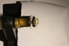 Typocerus sparsus