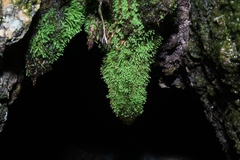 Philonotis scabrifolia