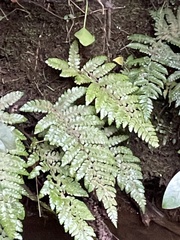 Polystichum polyblepharum