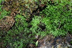 Philonotis scabrifolia