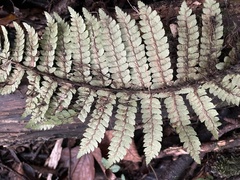Polystichum polyblepharum
