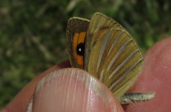 Argyrophenga janitae