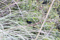 Diglossa lafresnayii