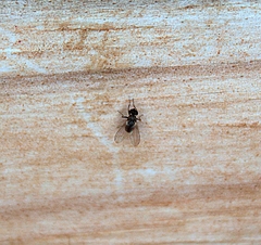 Diptera