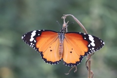 Danaus chrysippus