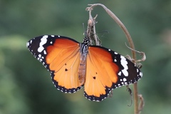 Danaus chrysippus
