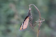 Danaus chrysippus