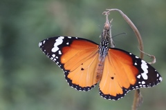 Danaus chrysippus