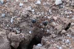Meranoplus bicolor