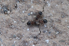 Meranoplus bicolor