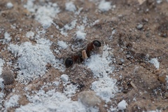 Meranoplus bicolor