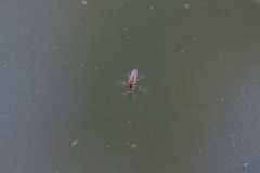 Diptera