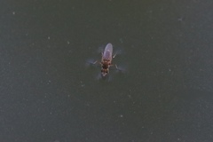 Diptera