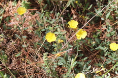 Crocanthemum glomeratum