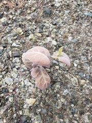 Asclepias cordifolia