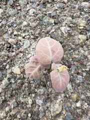 Asclepias cordifolia